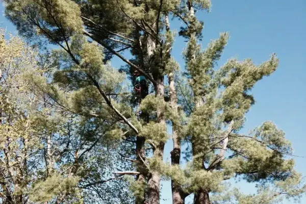 MJ-TREE-PROJECTS-30 (1)