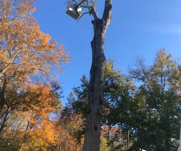 M&J TREE PROJECTS (32)