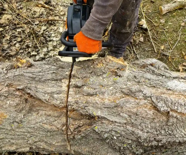 arboristik-2026-01-11-08-18-06-utc (1) (1)