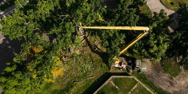 workers-on-a-mobile-mechanical-car-lift-cut-trees-2026-01-11-09-20-29-utc (1)